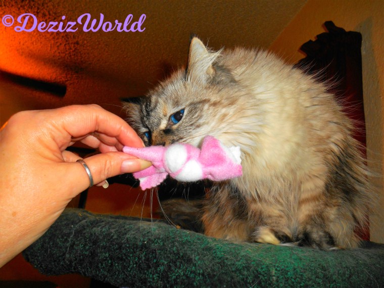 Dezi sniffs made with love toy from ellen