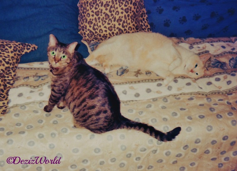 Lexi and Lucky lay on bed