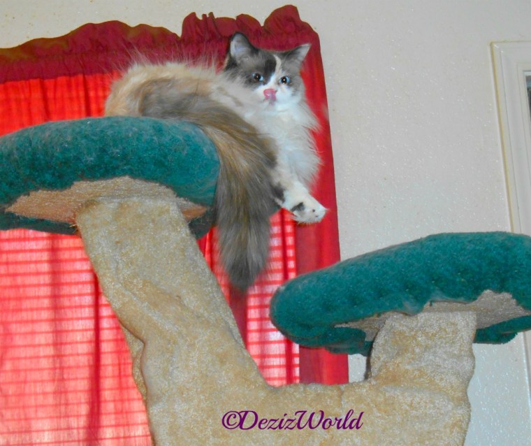 Raena lays atop the liberty cat tree