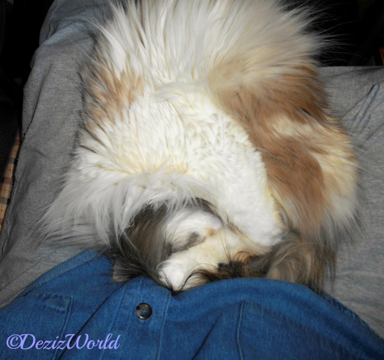 Raena lays all curled up in mommy's lap