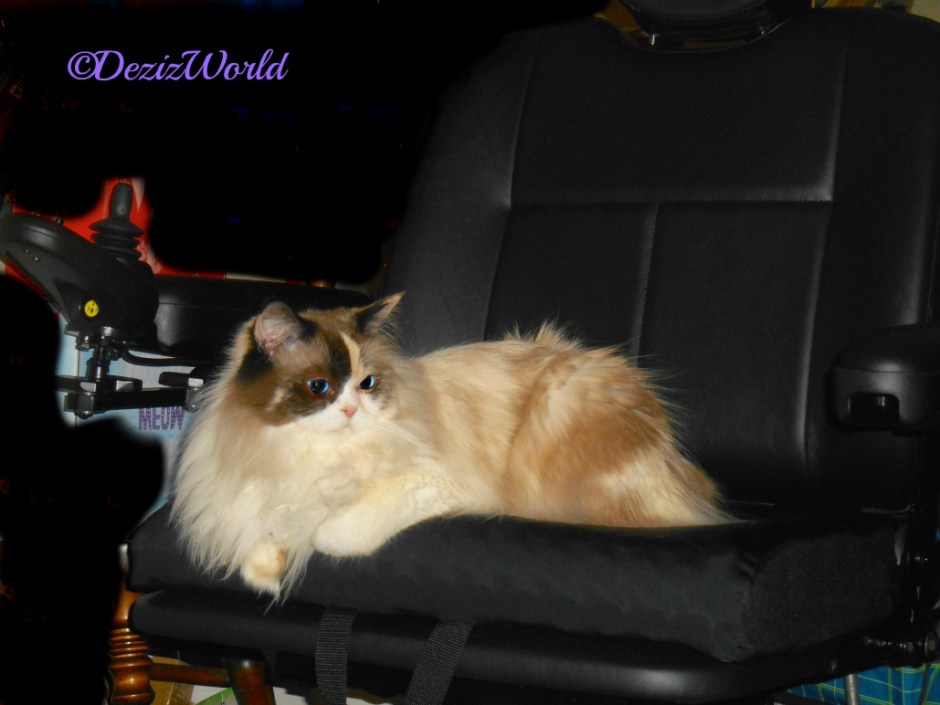 Raena lays in new powrchair