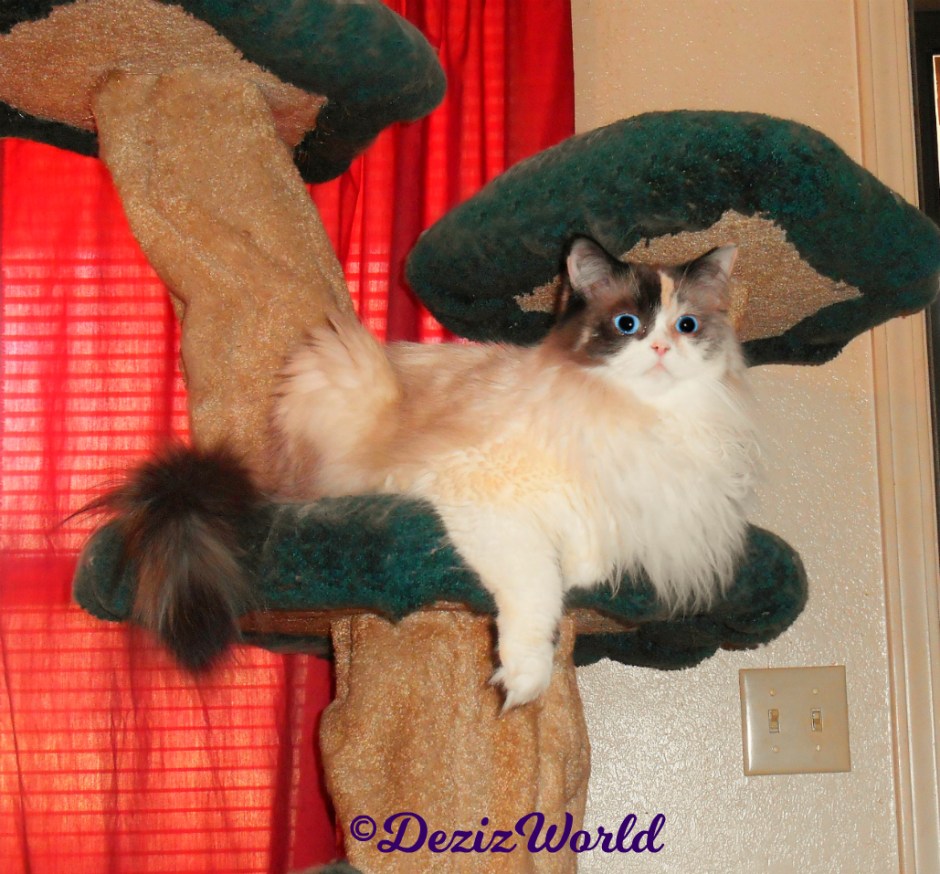 Raena lays on the liberty cat tree