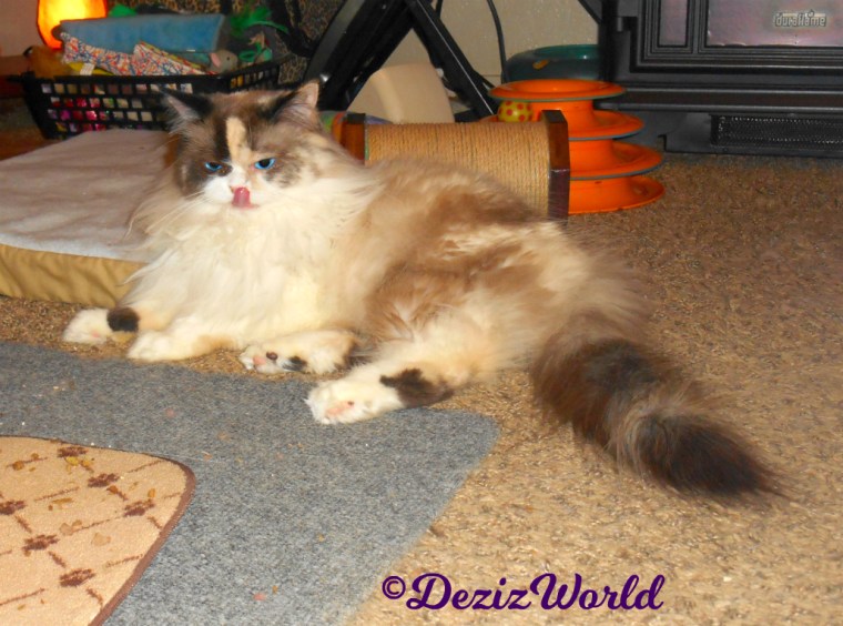 Raena lays on floor with tongue touching nose