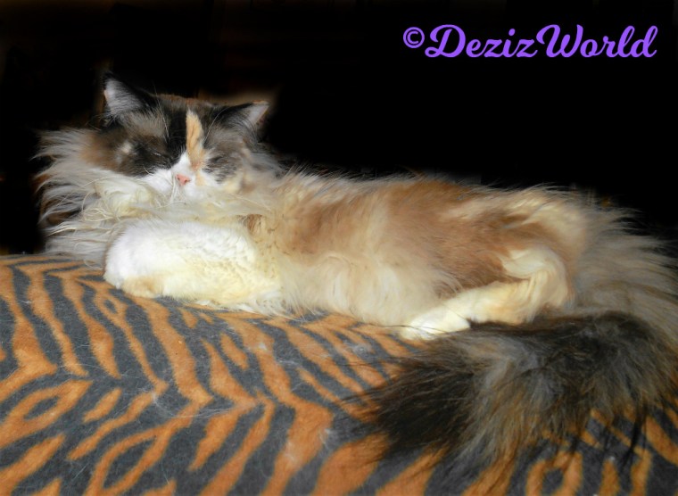 Raena lays sleeping on the back of the chair