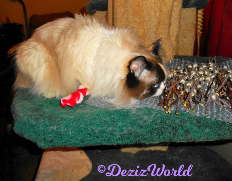 Raena sniffs the Pussy Willow catkins