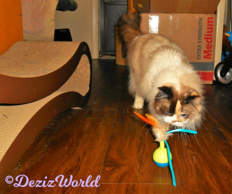 Raena plays with the new spinner toy from Cindy