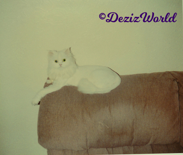 Shad lays on chair back