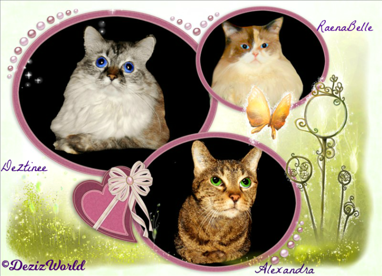Dezi, Raena and Lexi in a pink circled frame with a heart