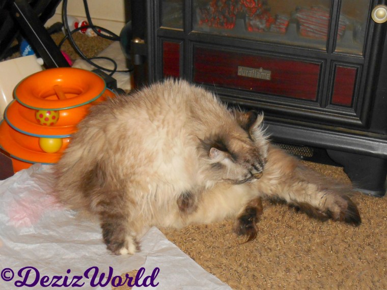 Dezi bathes while laying on the tissue paper in front of the fireplace