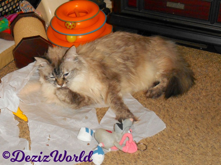 Dezi licks paw while laying on tissue paper