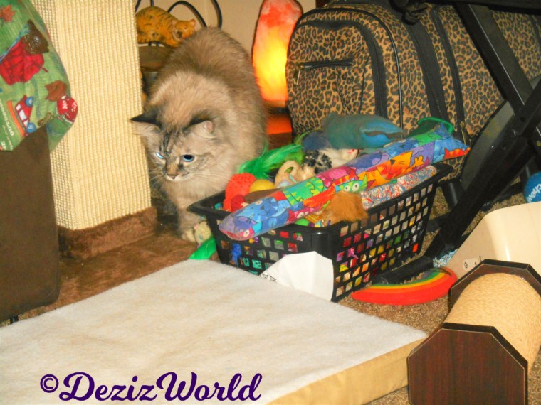 Dezi beside the toy box