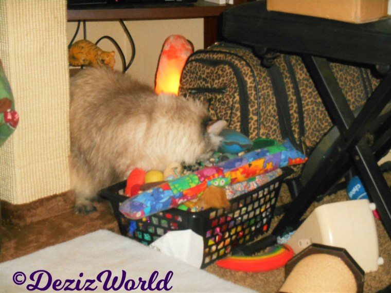 Dezi digs in toy box