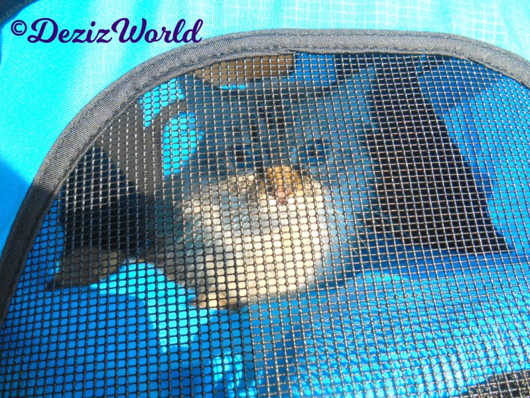 Dezi looks out front of the new stroller while outside