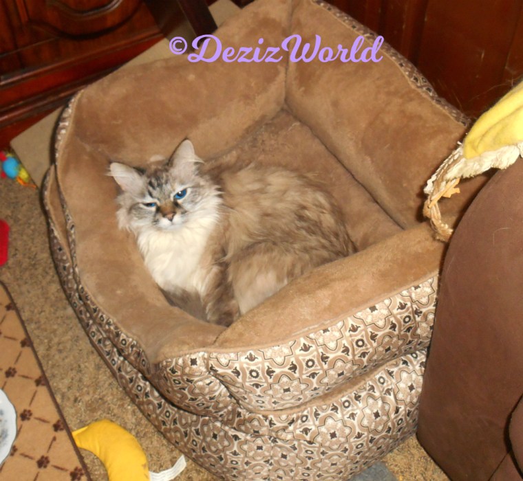 Dezi lays in cat bed looking up