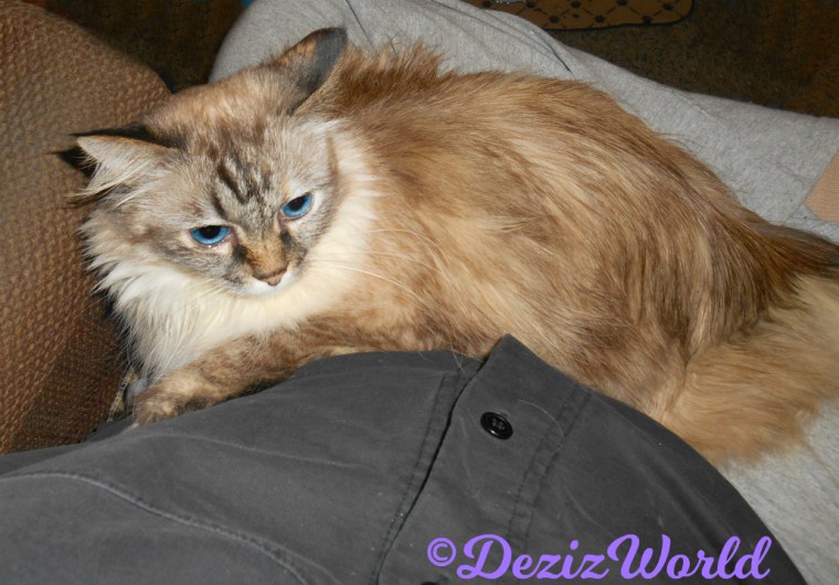 Dezi lays in mommy's lap