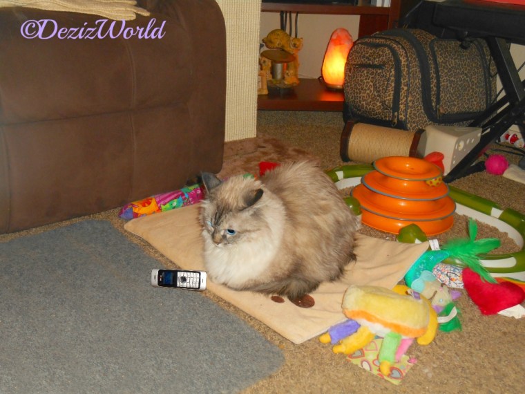 Dezi lays on the heated cat mat with the phone