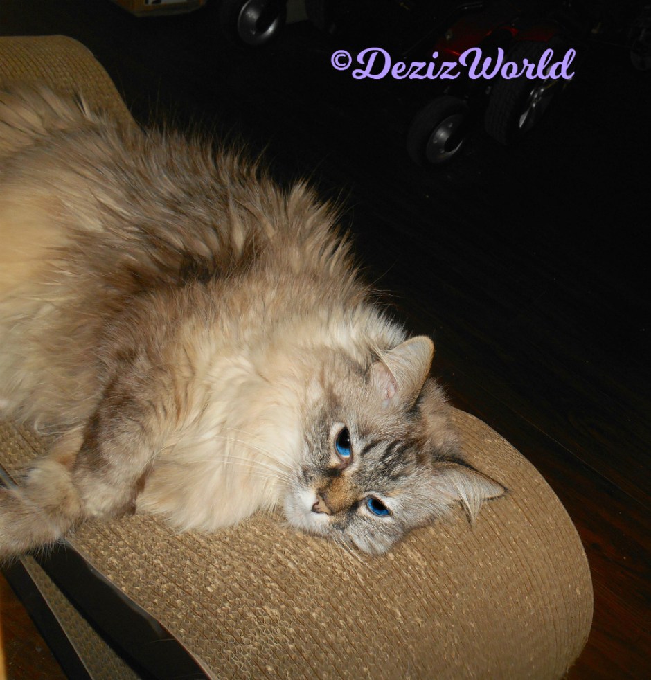Dezi lays on scratcher looking cute