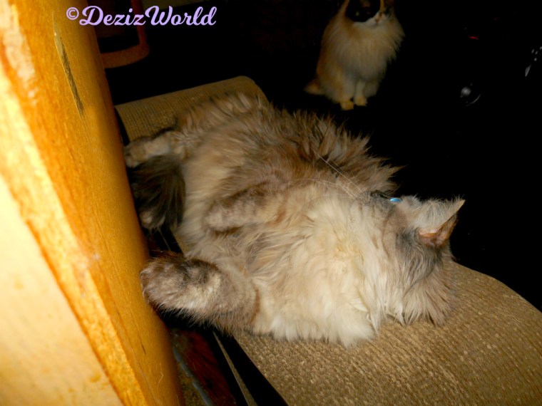 Dezi lays on scratcher and looks back at Raena