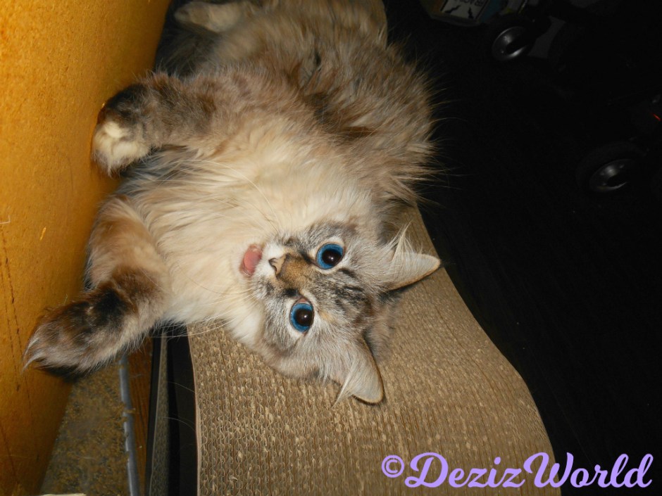 Dezi lays on scratcher with mouth open