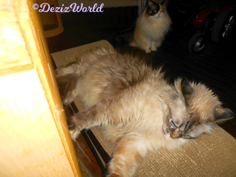 Dezi lays on scratcher while Raena sits behind her