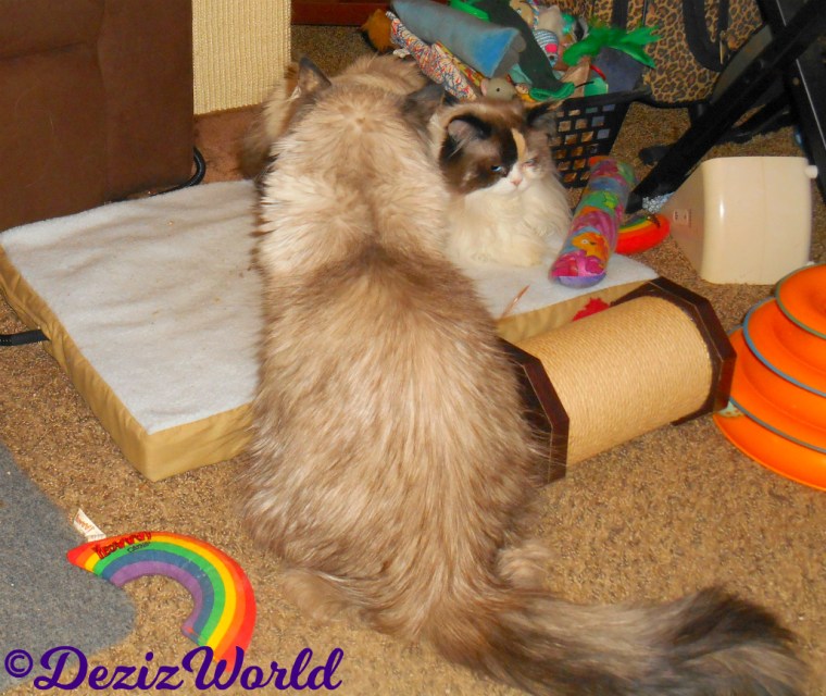 Dezi looks at Raena who is laying on the heated cat mat