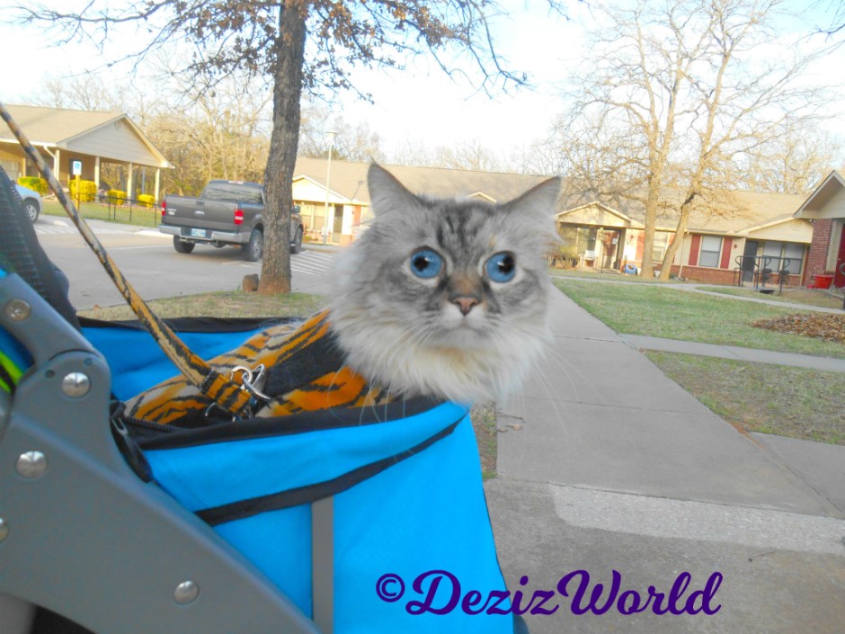 Dezi looks full on at the camera while sitting ion the stroller outside