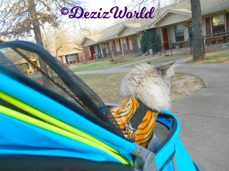 Dezi looks out of stroller at the bobcat in the woods