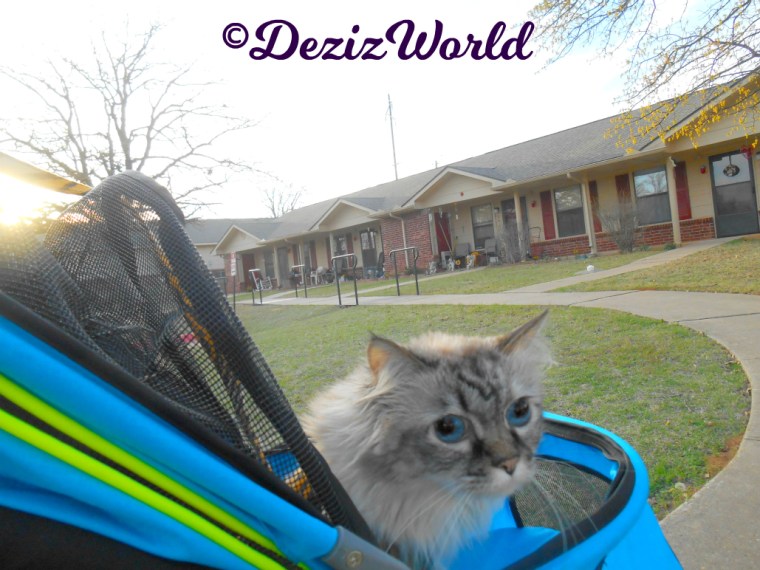 Dezi looks out of the side of the stroller while outside 