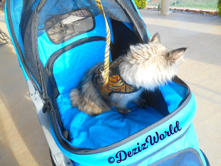 Dezi looks out the side of the stroller while outside