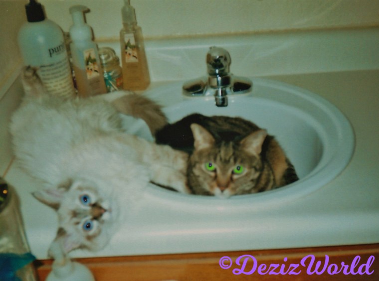 Lexi lays in bathroom sink while Dezi lays on vanity beside her