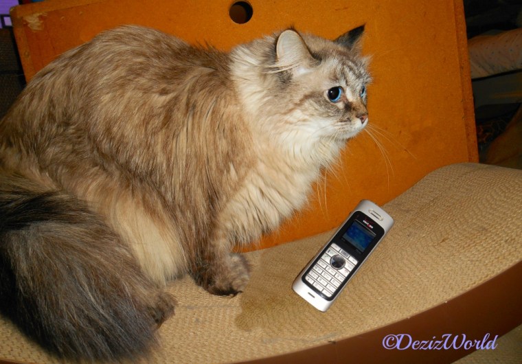 Dezi stands on cat scratcher with phone