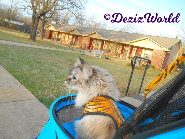 Dezi's profile looking out into the street from the stroller while outside