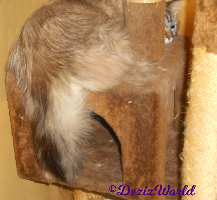 Dezi sleeps on brown tree in front of window