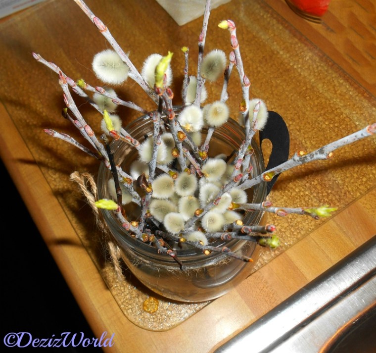 Pussy willow cuttings with new growth