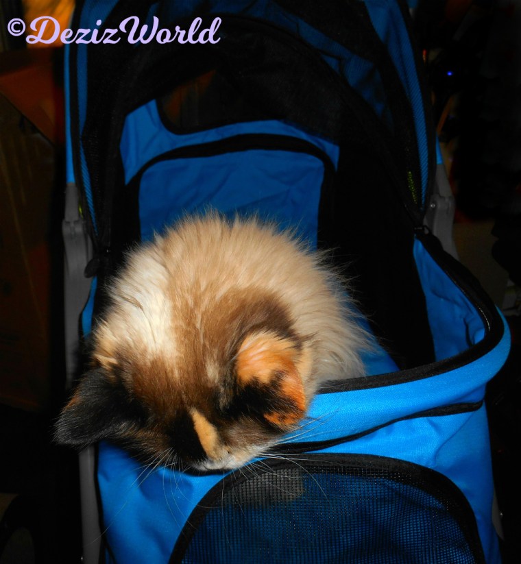 Raena looks down over the edge of the new stroller