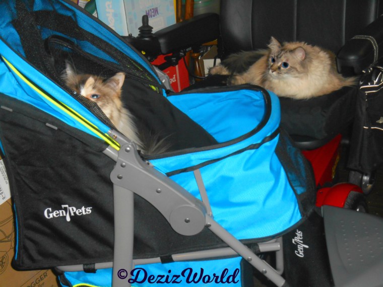 Dezi lays in wheelchair watching Raena in the new stroller