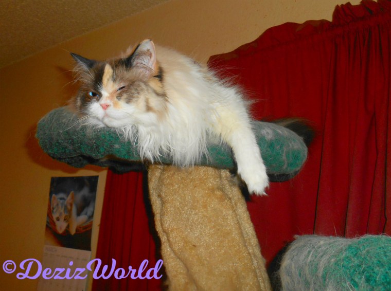 Raena lays atop the liberty cat tree