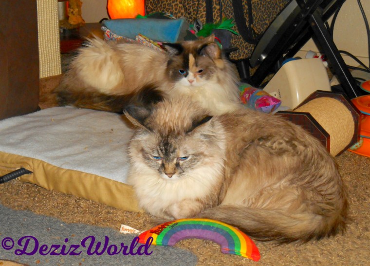 Raena lays on heated cat mat while Dezi lays in front of her