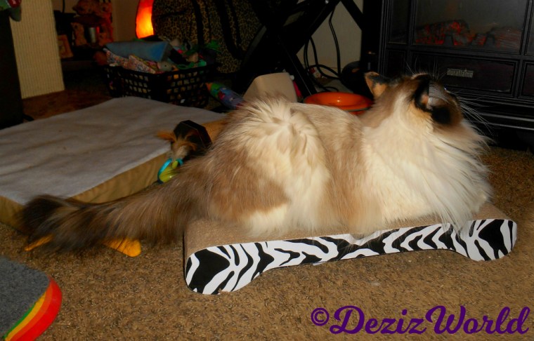 Raena lays on catit zebra scratcher