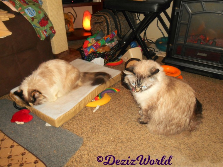 Raena sits on cat mat while Dezi sits in front licking lips