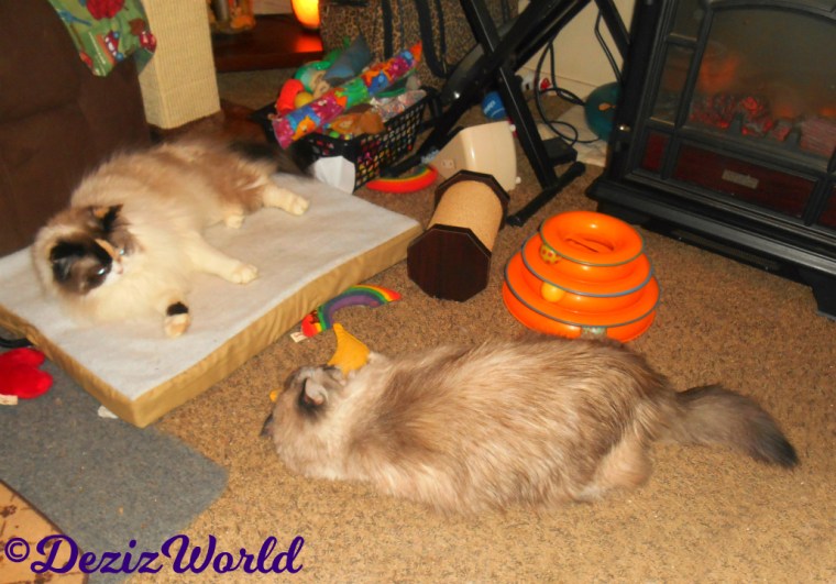 Raena lays on cat mat while Dezi plays with nip nanner