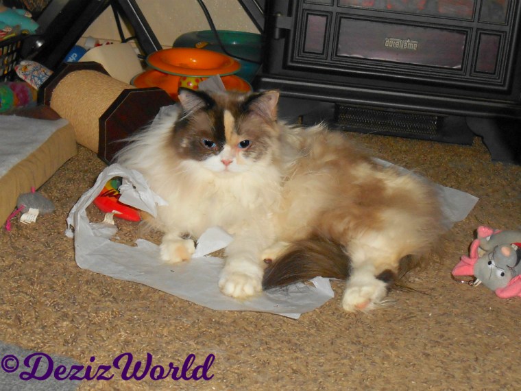 Raena lays on tissue paper