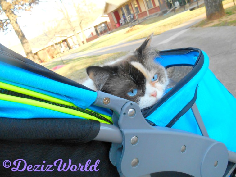 Raena looks out of stroller