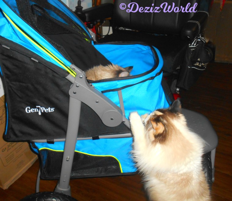 Dezi checks out stroller while RAena stands on side looking up
