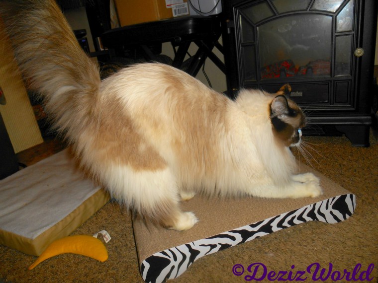 Raena scratches on the catit zebra scratcher