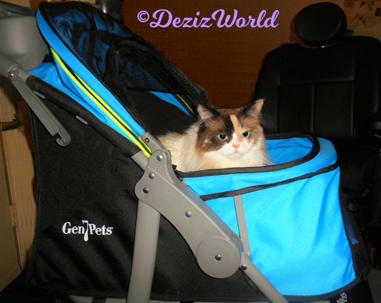 Raena sits in stroller