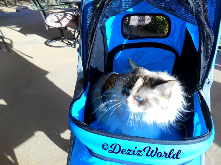 Raena looks out the stroller while outside