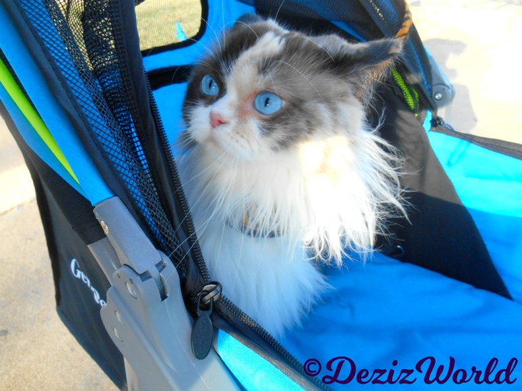 Raena's adorable face close up while sitting in stroller