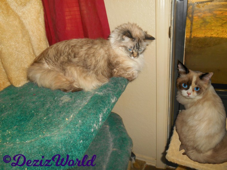 Dezi lays on the liberty cat tree with Raena sitting on perch looking out the door