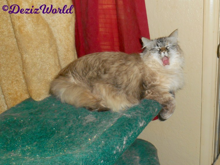 Dezi lays on cat tree with mouth open and eyes shut